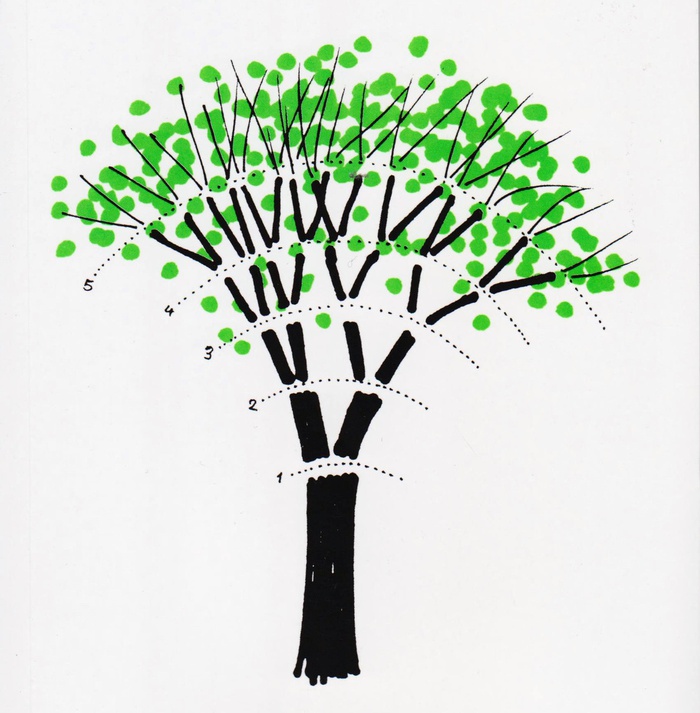 Drawing a Tree